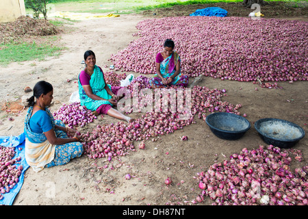 Ländliche Indianerdorf Frauen arbeiten Peeling rote Zwiebeln von Hand auf dem Lande geerntet. Andhra Pradesh. Indien Stockfoto