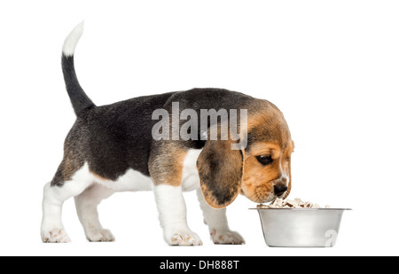 Seitenansicht eines Beagle Welpen schnüffeln Essen in einer Schüssel vor weißem Hintergrund Stockfoto