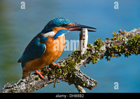 Eisvogel (Alcedo Atthis), Tratzberg Landschaft Landschaftsschutzgebiet, Stans, Tirol, Österreich Stockfoto