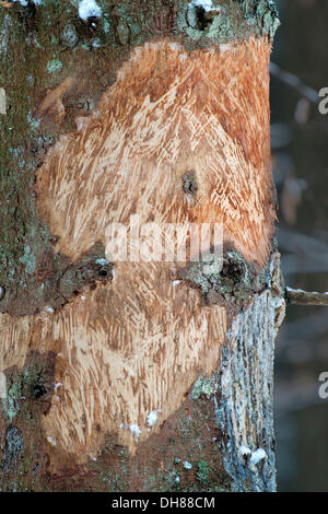 Beschädigung verursacht durch Rotwild auf eine Fichte, Nationalpark Bayerischer Wald, Bayern, Deutschland Stockfoto