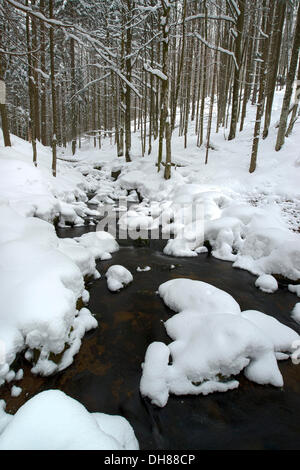 Winterlandschaft im Bayerischen Wald, Kleine Ohe, Nationalpark Bayerischer Wald, Bayern, Deutschland Stockfoto