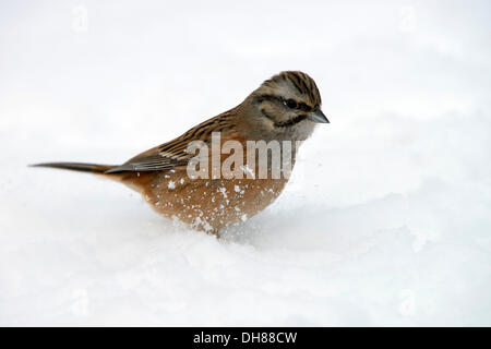 Rock Bunting (Emberiza cia), Terfens, Tirol, Österreich Stockfoto