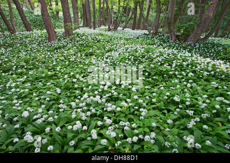 Bärlauch oder Bärlauch (Allium Ursinum), Breitenfurt Bei Wien, Niederösterreich, Österreich Stockfoto