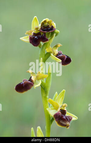Frühen Spider Orchid (Ophrys Sphegodes), Darscho-Lacke, Seewinkel, Apetlon, Burgenland, Österreich Stockfoto