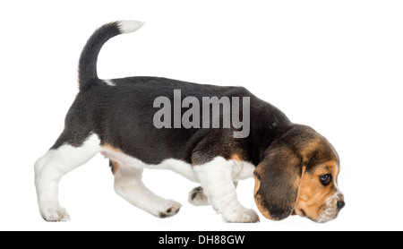 Seitenansicht eines Beagle Welpen gehen, schnüffeln den Boden vor weißem Hintergrund Stockfoto