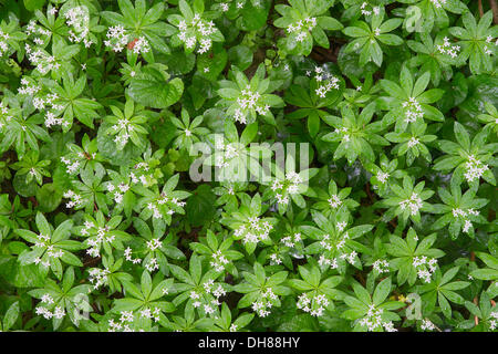 Waldmeister oder wilde Babys Atem (Galium Odoratum), Perchtoldsdorfer Heide, Perchtoldsdorf, Niederösterreich, Österreich Stockfoto