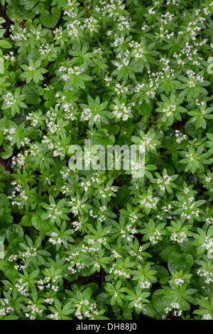 Waldmeister oder wilde Babys Atem (Galium Odoratum), Perchtoldsdorfer Heide, Perchtoldsdorf, Niederösterreich, Österreich Stockfoto