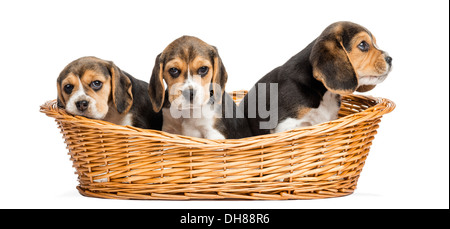 Drei Beagle Welpen in einem Weidenkorb auf weißen Hintergrund Stockfoto