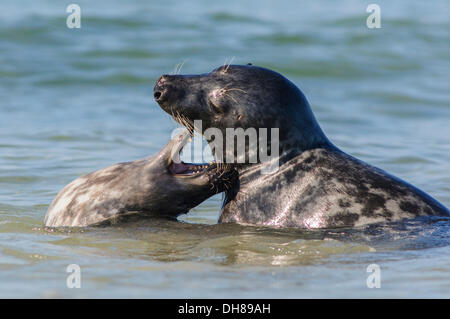 Zwei Dichtungen oder Seehunde (Phoca Vitulina) spielen in der Nordsee, Helgoland, Helgoland, Schleswig-Holstein, Deutschland Stockfoto