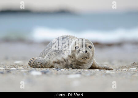 Jung grau Seal (Halichoerus Grypus), pup, liegen am Strand, Helgoland, Helgoland, Schleswig-Holstein, Deutschland Stockfoto