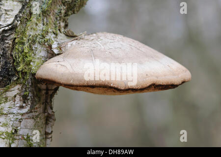 Birken Sie-Polypore, Birke Halterung oder Rasiermesser Streichriemen (Piptoporus Betulinus) wächst auf einer Birke, Boberger Niederung, Hamburg Stockfoto