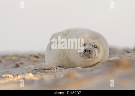 Jung grau Seal (Halichoerus Grypus), pup, liegen am Strand, Helgoland, Helgoland, Schleswig-Holstein, Deutschland Stockfoto