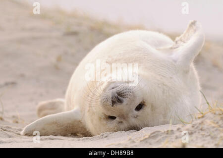 Jung grau Seal (Halichoerus Grypus), pup liegen auf dem Strand, Helgoland, Helgoland, Schleswig-Holstein, Deutschland Stockfoto