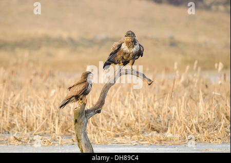 Zwei gemeinsame Bussarde (Buteo Buteo) thront auf einem abgestorbenen Baum, Feldberg Seenplatte, Mecklenburgische Seenplatte Stockfoto