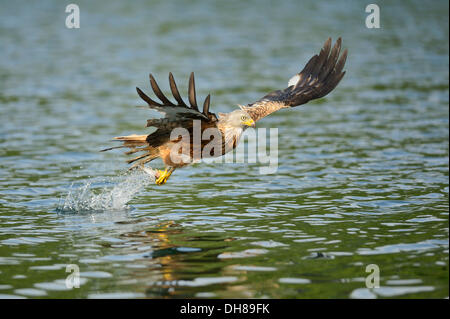 Rotmilan (Milvus Milvus) erobert einen Fisch im Flug, Feldberg Seenplatte, Mecklenburgische Seenplatte Stockfoto