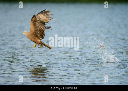 Schwarzmilan (Milvus Migrans) ist nicht erfolgreich in den Fang eines Fisches, Feldberg Seenplatte, Mecklenburgische Seenplatte Stockfoto