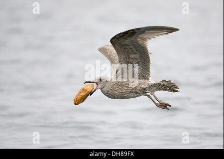 Young European Silbermöwe (Larus Argentatus) während des Fluges mit Brot im Schnabel, Lauvsnes, Flatanger, Nord-Trøndelag Stockfoto