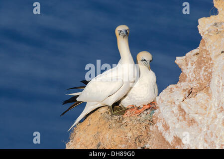 Ein paar Basstölpel (Morus Bassanus) thront auf einem Felsen, nisten, Helgoland, Helgoland, Schleswig-Holstein, Deutschland Stockfoto