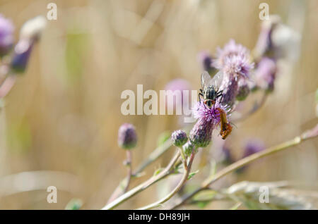 Großer Sumpf Distel (Blütenstandsboden Personata) Stockfoto