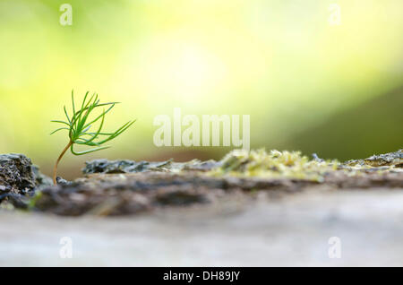 Kiefer Setzling, Föhren (Pinus Sylvestris), an einem Baumstamm Stockfoto