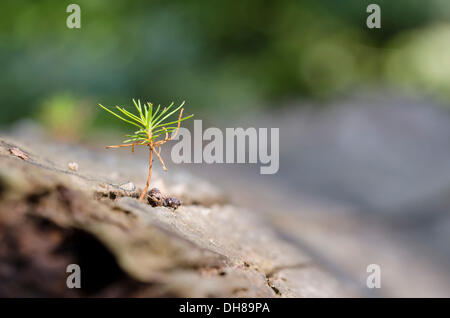 Kiefer (Pinus Sylvestris), Sämling wächst an einem Baumstamm Stockfoto