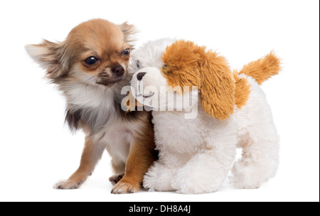 Chihuahua mit Teddybär vor weißem Hintergrund Stockfoto