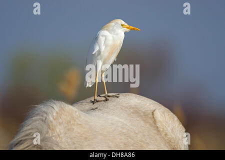 Kuhreiher (Bubulcus Ibis) auf dem Rücken der Pferde, Camargue, Südfrankreich, Europa Stockfoto