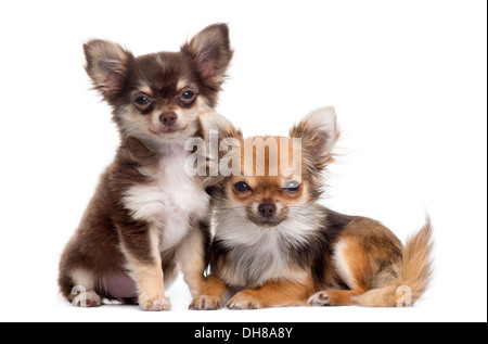 Zwei Chihuahuas nebeneinander vor weißem Hintergrund Stockfoto
