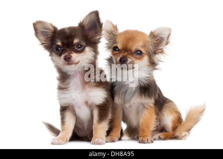 Zwei Chihuahuas nebeneinander vor weißem Hintergrund Stockfoto