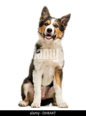 Border-Collie sitzend und keuchend vor weißem Hintergrund Stockfoto