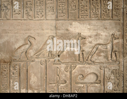 Detail des Reliefs der antiken Tempel von Kom Ombo in Ägypten (Afrika) Stockfoto