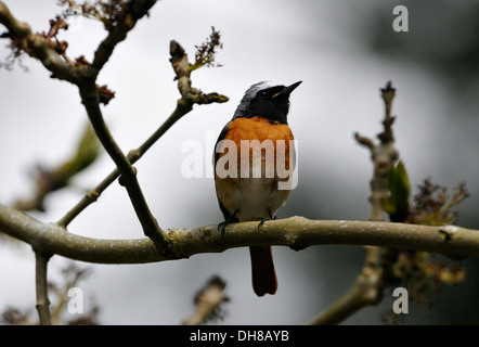 Männliche Redstart - Phoenicurus Phoenicurus In Esche Stockfoto