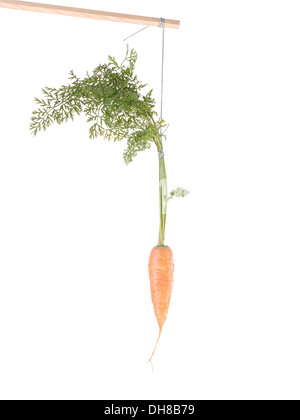 Karotte, hängen an einer Schnur befestigt auf einem Stick als Zuckerbrot und Peitsche-Ansatz-Metapher Stockfoto