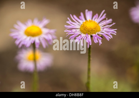 Berufkraut, Aspen Berufkraut Erigeron Speciosus. Gänseblümchen wie Blumen mit engen, rosa Blüten, die umgebenden gelben Zentren. Stockfoto