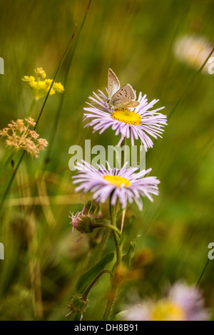 Berufkraut Aspen Berufkraut Erigeron Speciosus. Schmetterling auf Daisy wie Blumen mit schmalen blass rosa Blütenblätter umgeben gelb Stockfoto