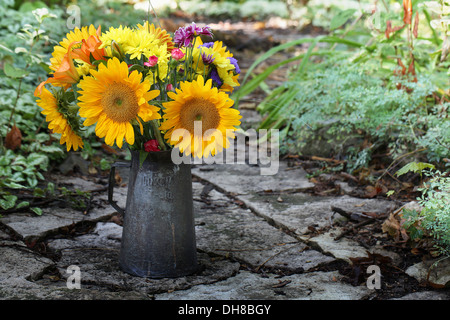 Sonnenblume, Helianthus Annuus. Ein Blumenstrauss in einer antiken Metall kann im Garten. Stockfoto