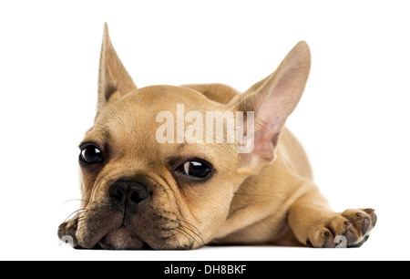 Französische Bulldogge Welpen liegen, schaut in die Kamera vor weißem Hintergrund Stockfoto