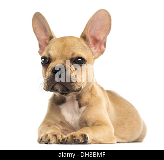 Französische Bulldogge Welpe liegend vor weißem Hintergrund Stockfoto