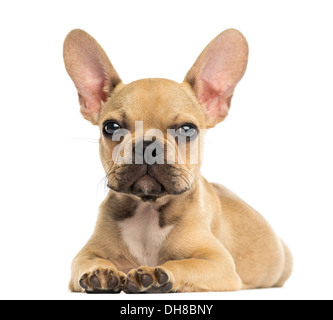 Französische Bulldogge Welpen liegen, schaut in die Kamera vor weißem Hintergrund Stockfoto