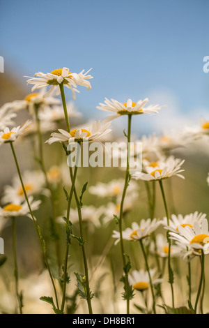 Ochsen-Auge Gänseblümchen, Leucanthemum Vulgare. Gruppe von Ochsen-Auge Gänseblümchen wachsen zusammen mit weißen Blütenblättern, die umgebenden gelben Zentren. Stockfoto