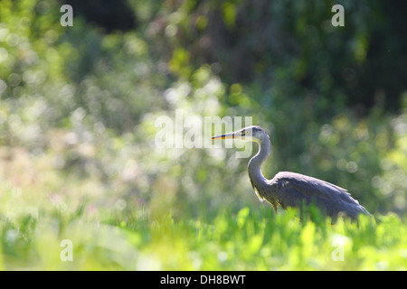 Wilde Graureiher (Ardea Cinerea) im Sommer, Europa. Stockfoto