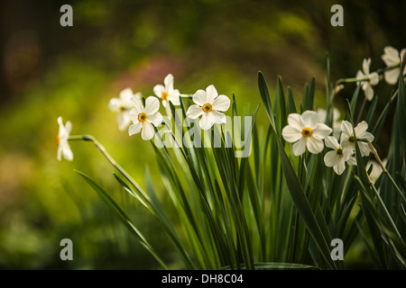 Fasan Auge Narzisse, Narcissus Poeticus. Gruppe, wachsen zusammen. Stockfoto