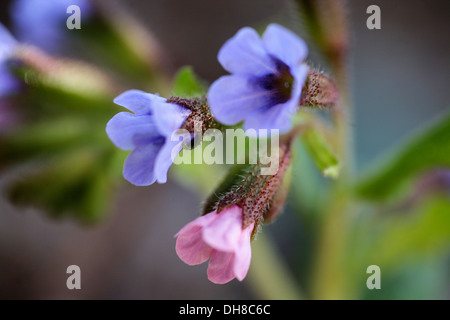 Lungenkraut, Pulmonaria Officinalis. Nahaufnahme des Clusters klein, Trichter geformt blasse blaue und rosa Blüten. Stockfoto