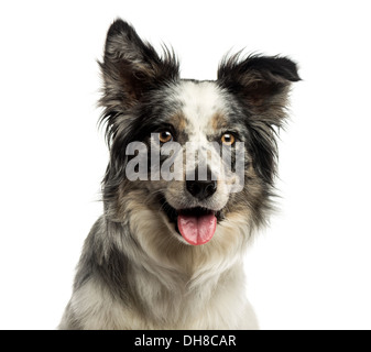 Nahaufnahme von einem Border Collie keuchend vor weißem Hintergrund Stockfoto