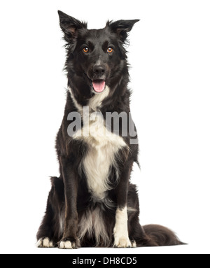 Border-Collie, keuchend, sitzen vor weißem Hintergrund Stockfoto