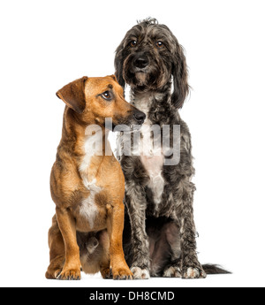 Brittany Briard kreuzen, Hund und Jack Russell zusammensitzen vor weißem Hintergrund Stockfoto