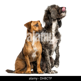 Brittany Briard kreuzen, Hund und Jack Russell zusammensitzen vor weißem Hintergrund Stockfoto