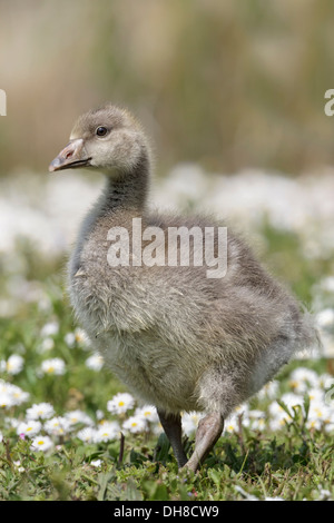 Graugans Gans Gosling Stockfoto