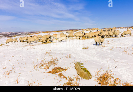 Schafe fressen Heu nicht in der Lage, Futter für Lebensmittel aufgrund starker Schneefälle über die North York Moors. Stockfoto