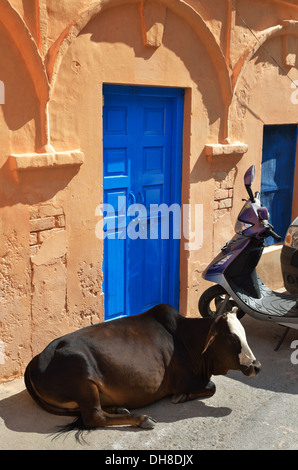 Heilige Kuh auf der Straße in der Nähe von hellen blauen Tür, Rishikesh, Indien Stockfoto